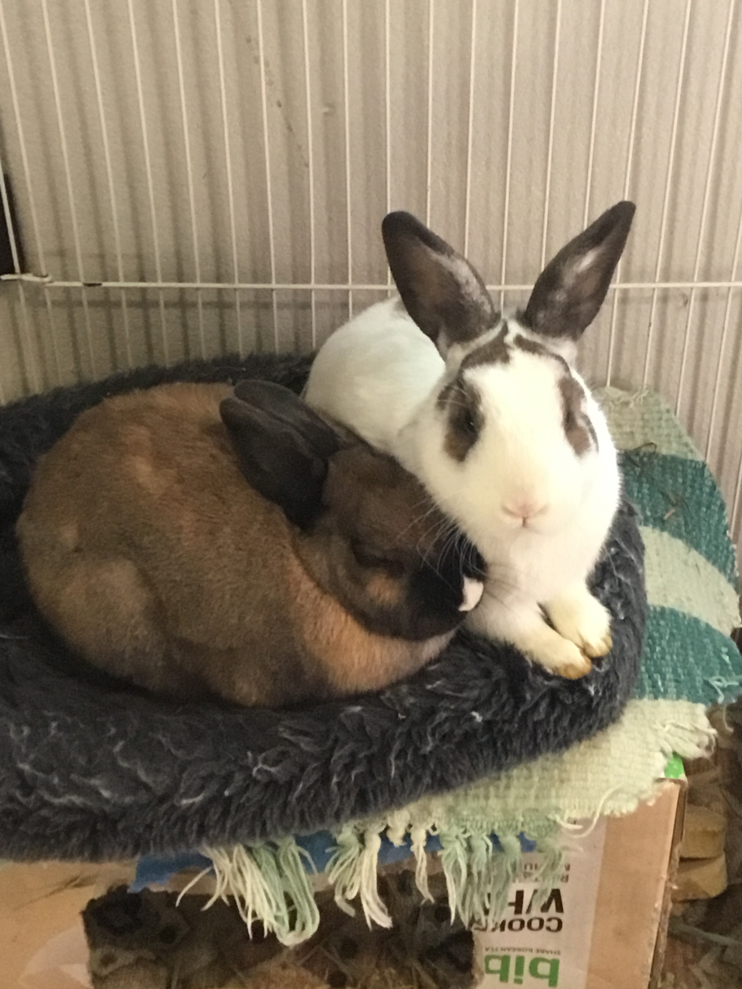 Melba & Mel, a Adoptable mixed breed in Lake Elsinore, CA image 1/10