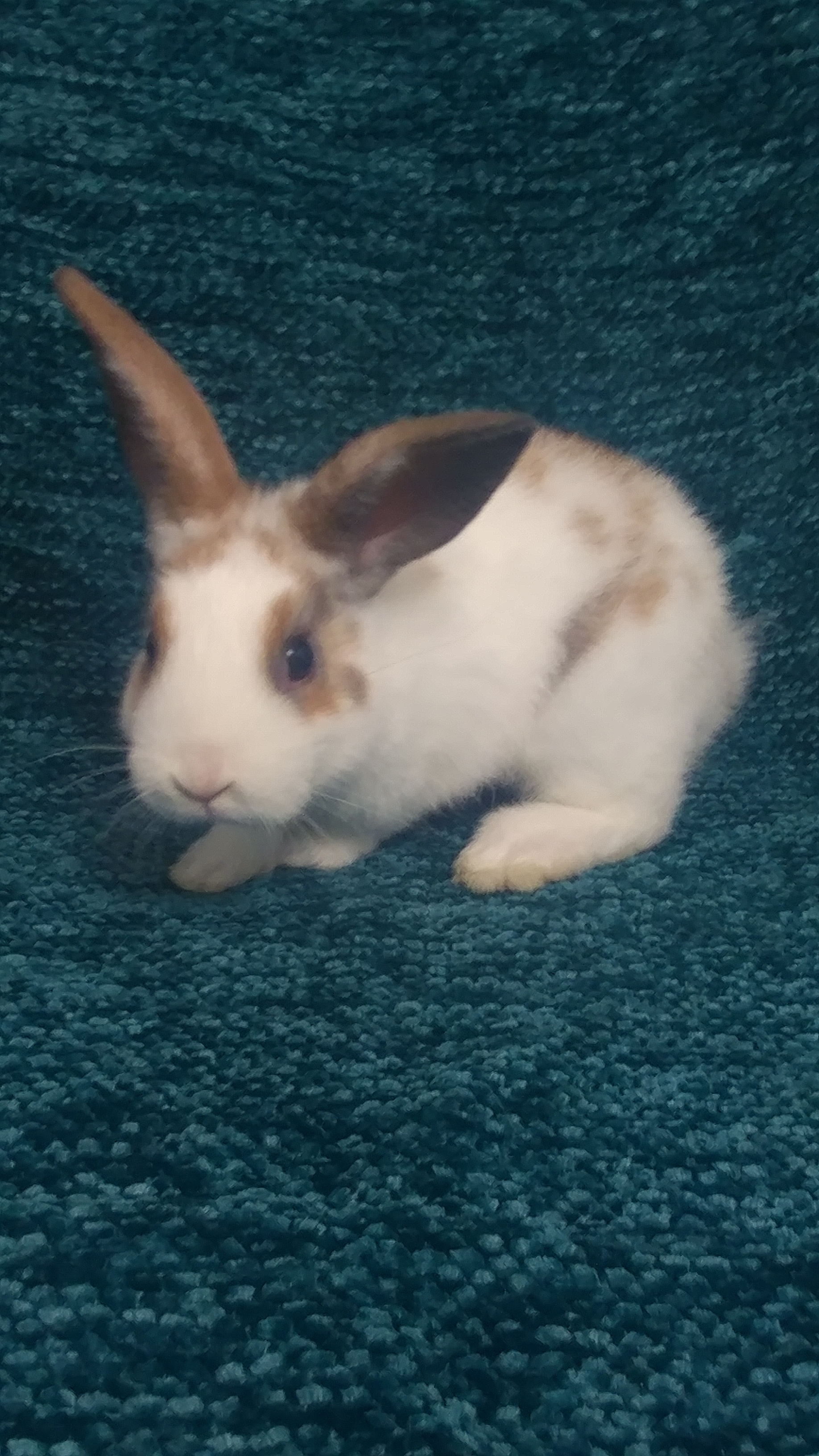 Melba & Mel, a Adoptable mixed breed in Lake Elsinore, CA image 2/10