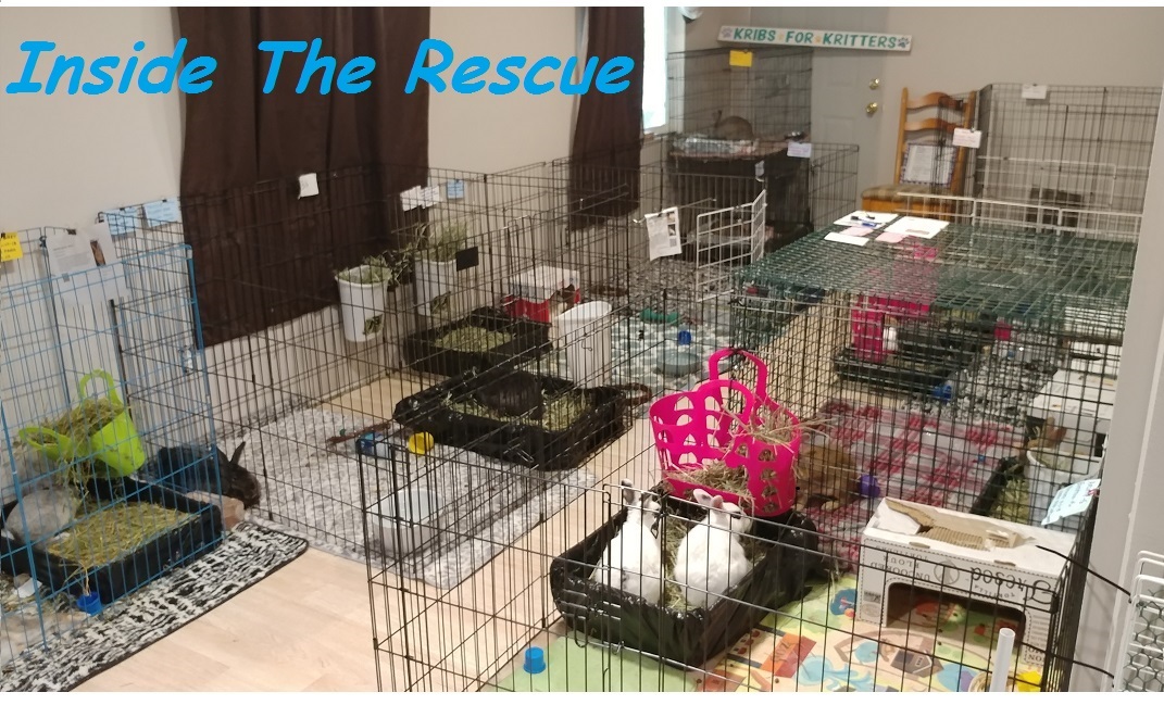 Melba & Mel, a Adoptable mixed breed in Lake Elsinore, CA image 3/10