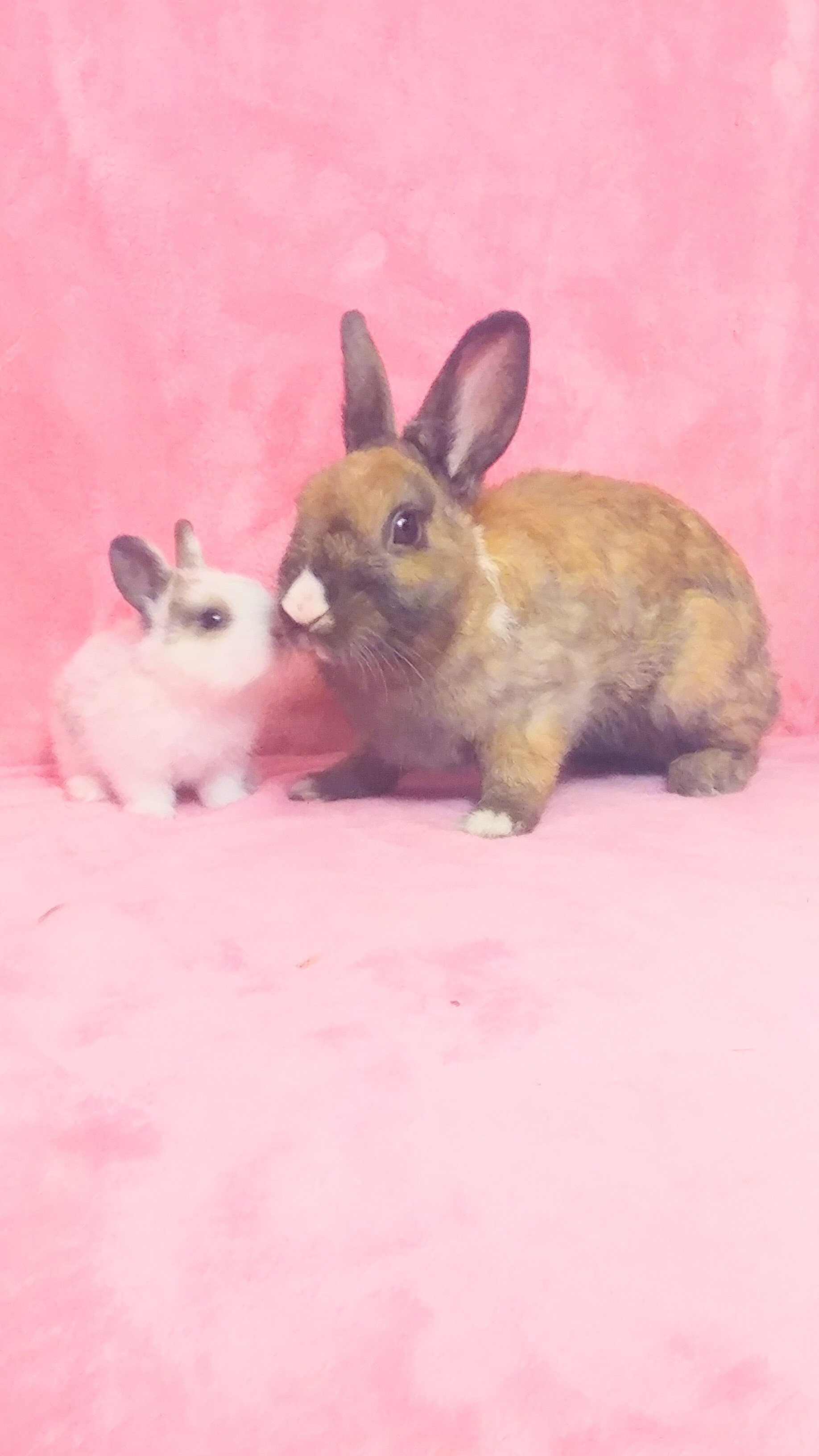 Melba & Mel, a Adoptable mixed breed in Lake Elsinore, CA image 4/10