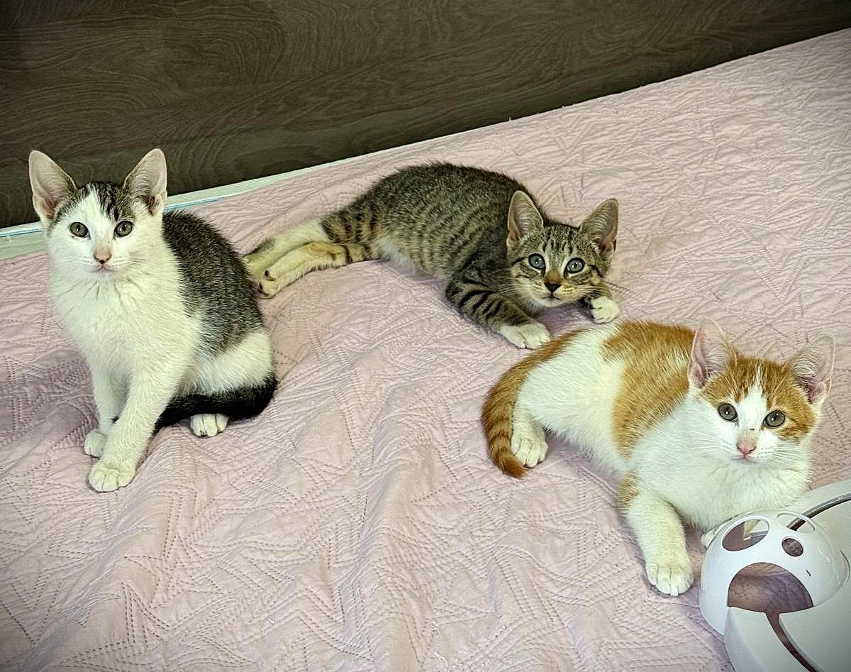 Coon, Boots & Swiper, ADOPTABLE, Kitten Male American Shorthair.
