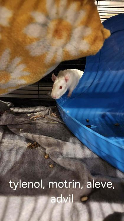 Enlarge Tylenol, a ADOPTABLE Rat in Annapolis, MD image 1/1