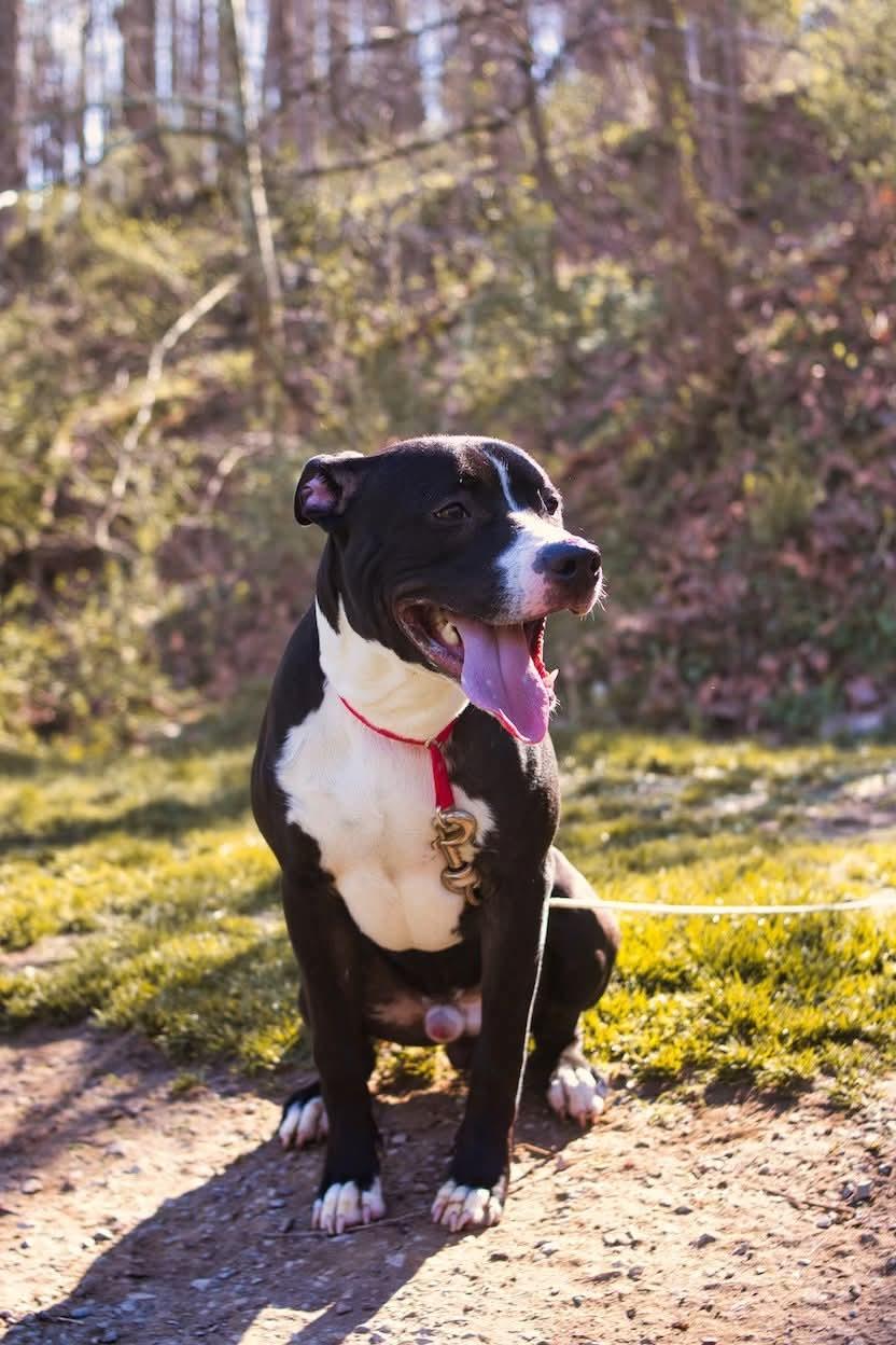 Enlarge Niko, a ADOPTABLE mixed breed in Grafton, WV image 3/4