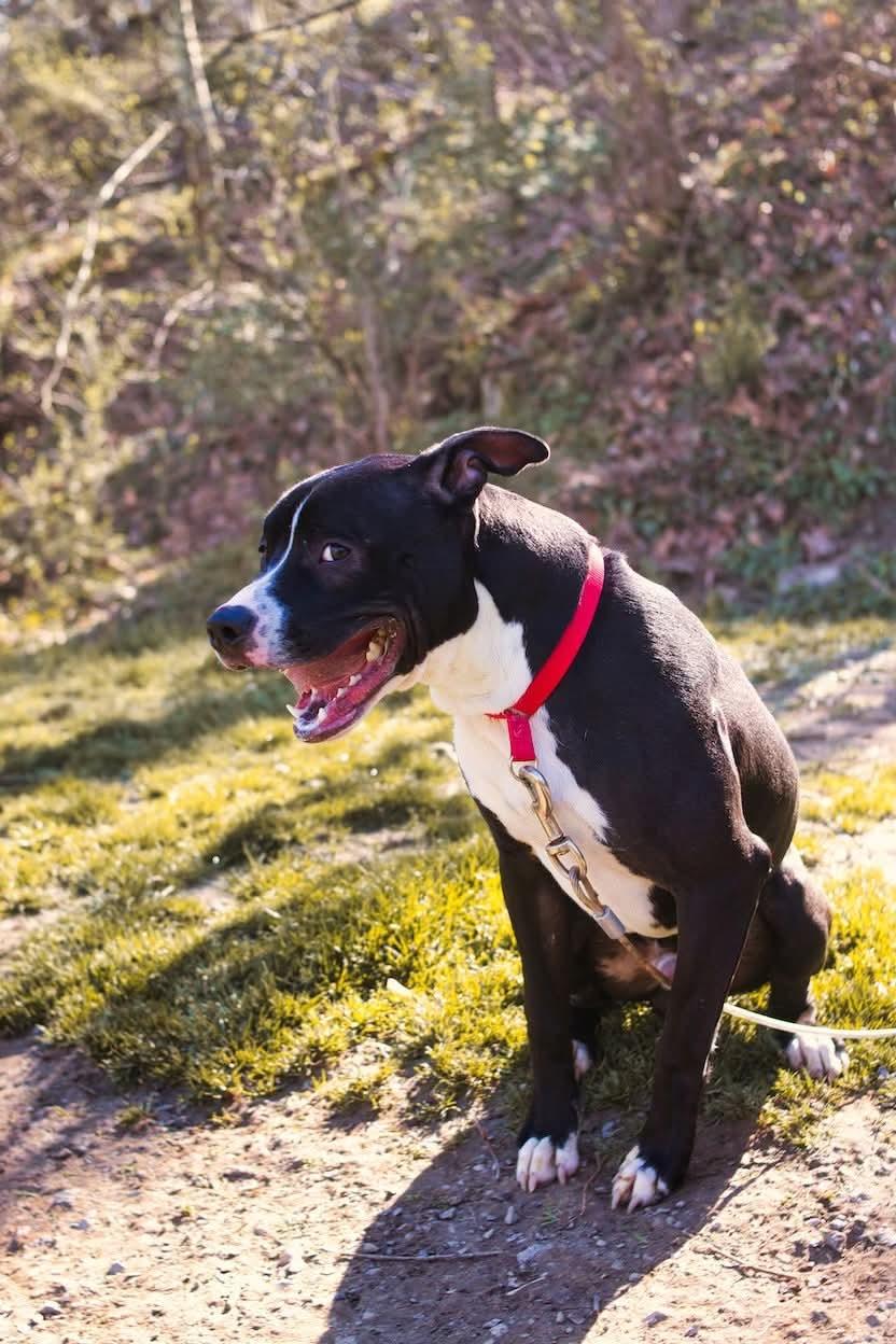 Enlarge Niko, a ADOPTABLE mixed breed in Grafton, WV image 4/4