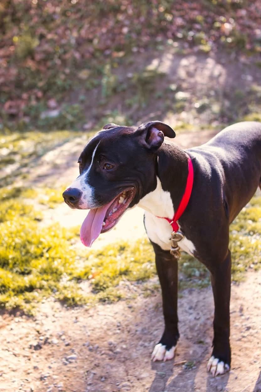 Enlarge Niko, a ADOPTABLE mixed breed in Grafton, WV image 2/4