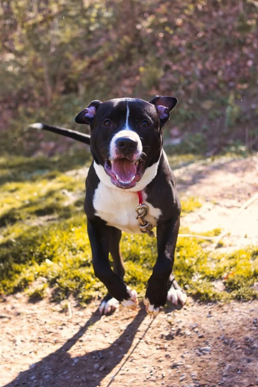 Enlarge Niko, a ADOPTABLE mixed breed in Grafton, WV image 1/4