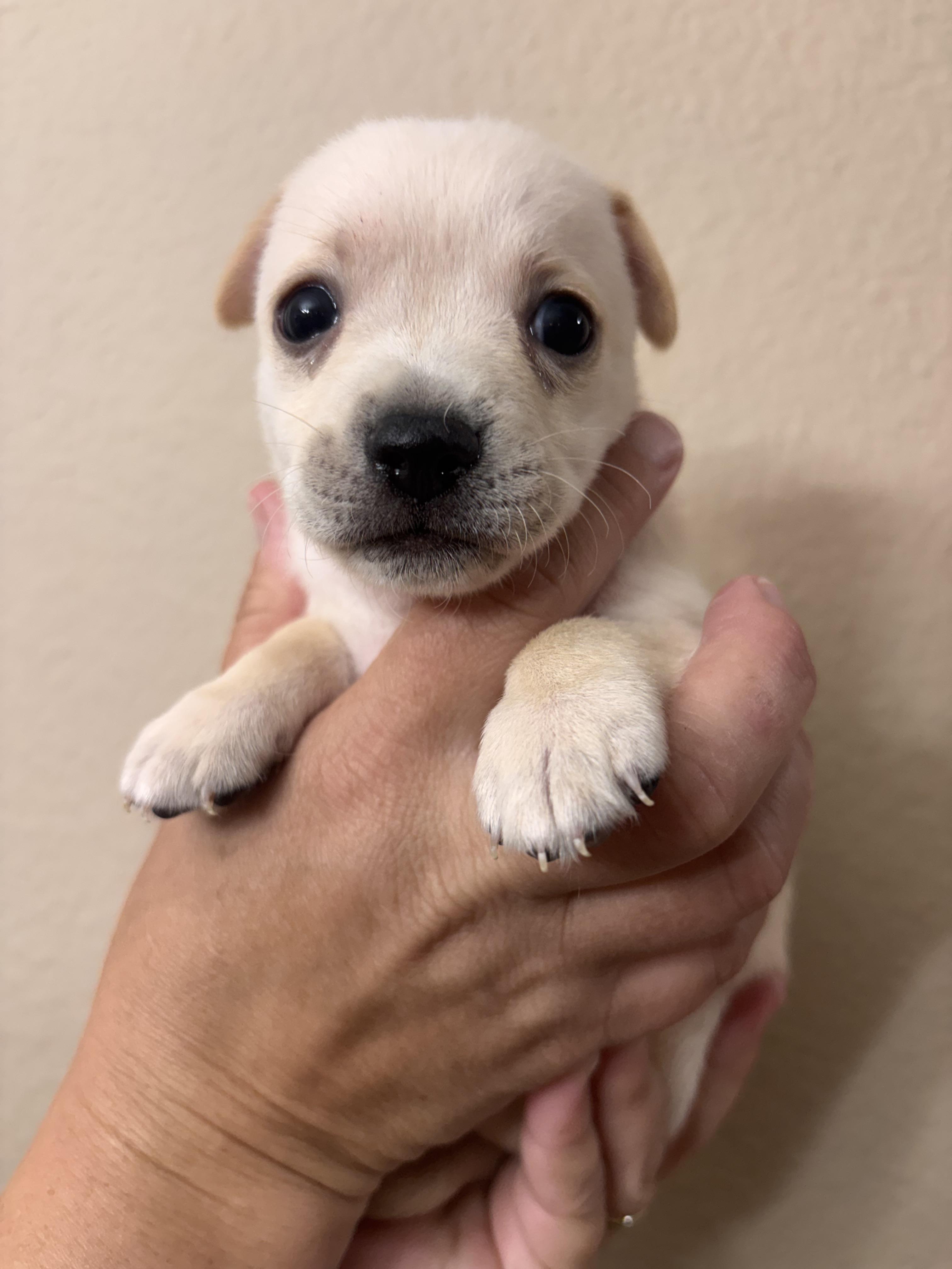 Lanie, ADOPTABLE, Puppy Female Chihuahua & Maltese.