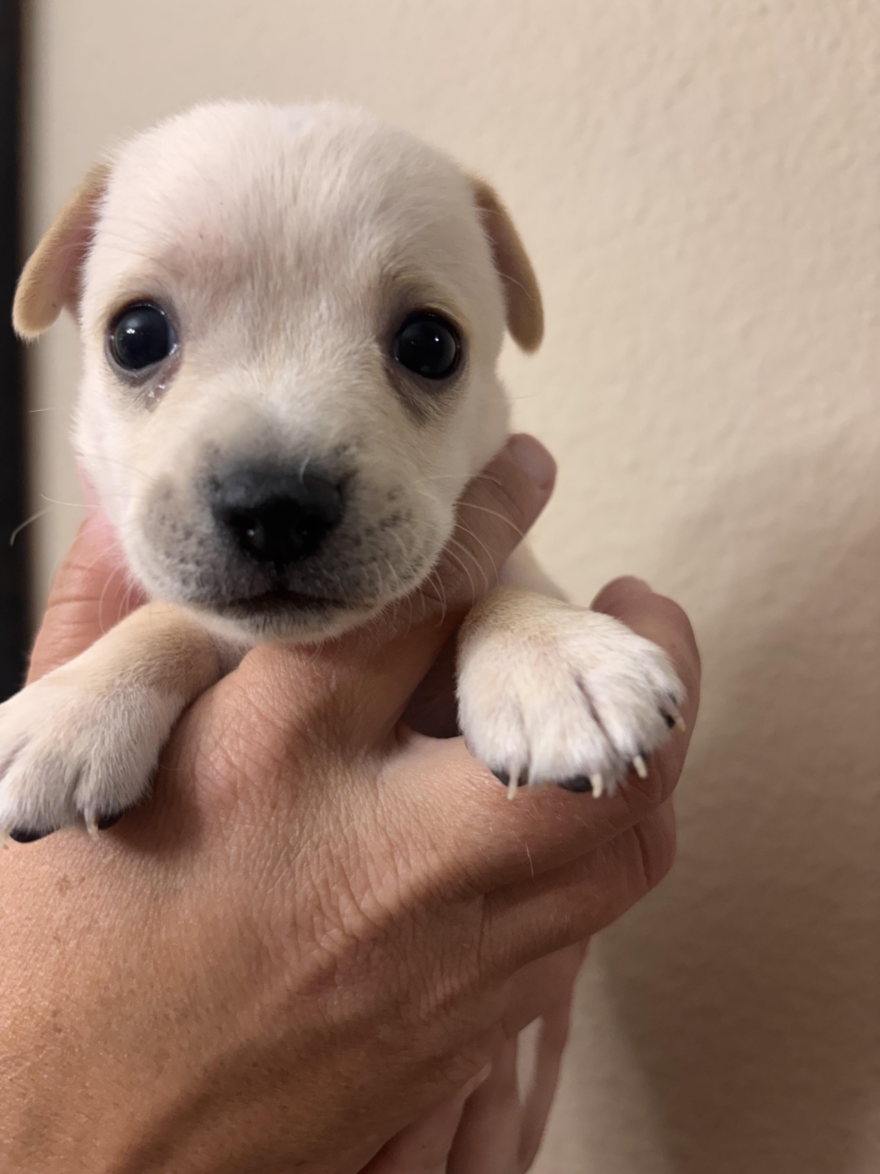 Enlarge Lanie, a ADOPTABLE mixed breed in Corona, CA image 2/5