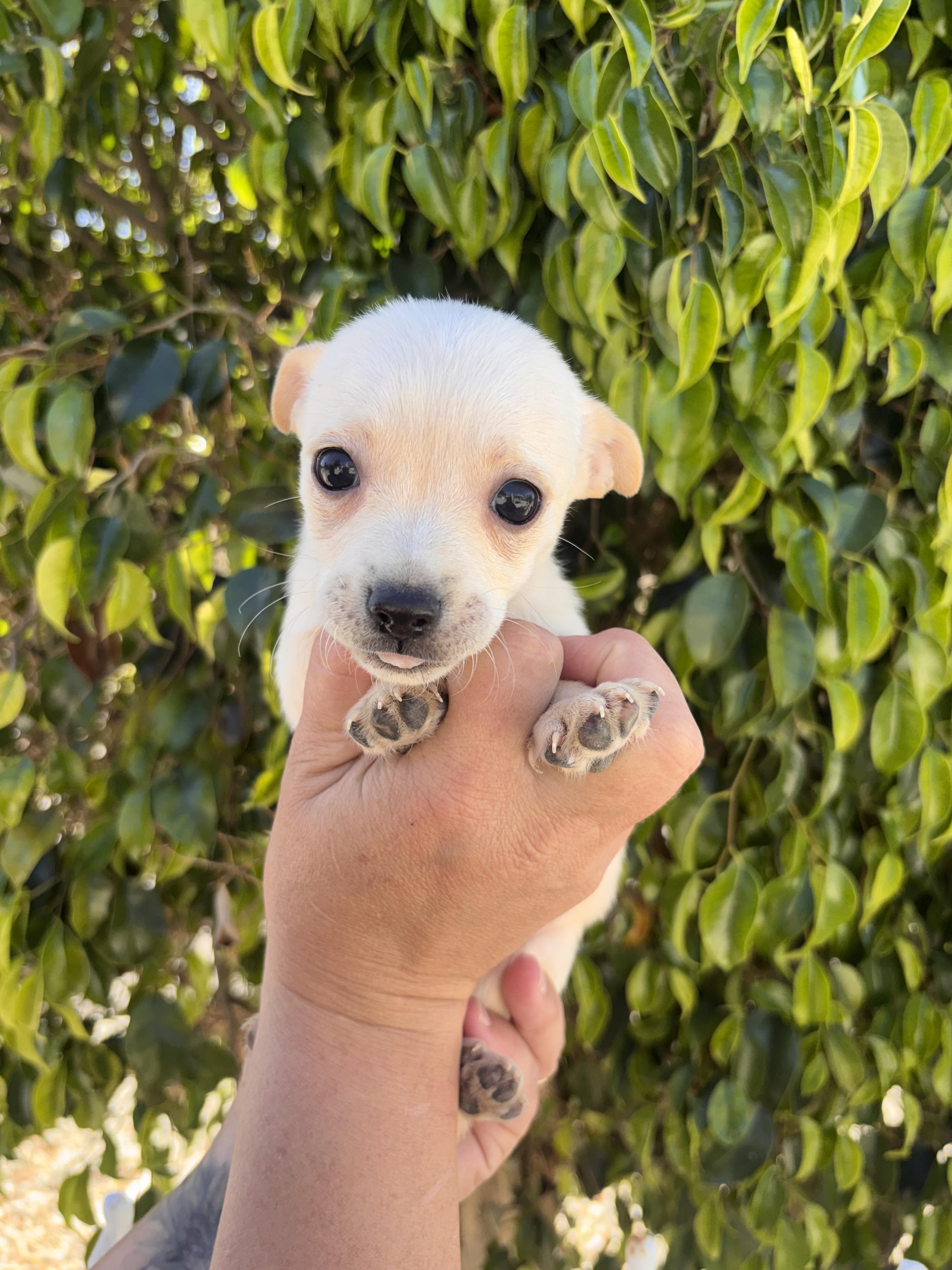 Enlarge Lanie, a ADOPTABLE mixed breed in Corona, CA image 4/5