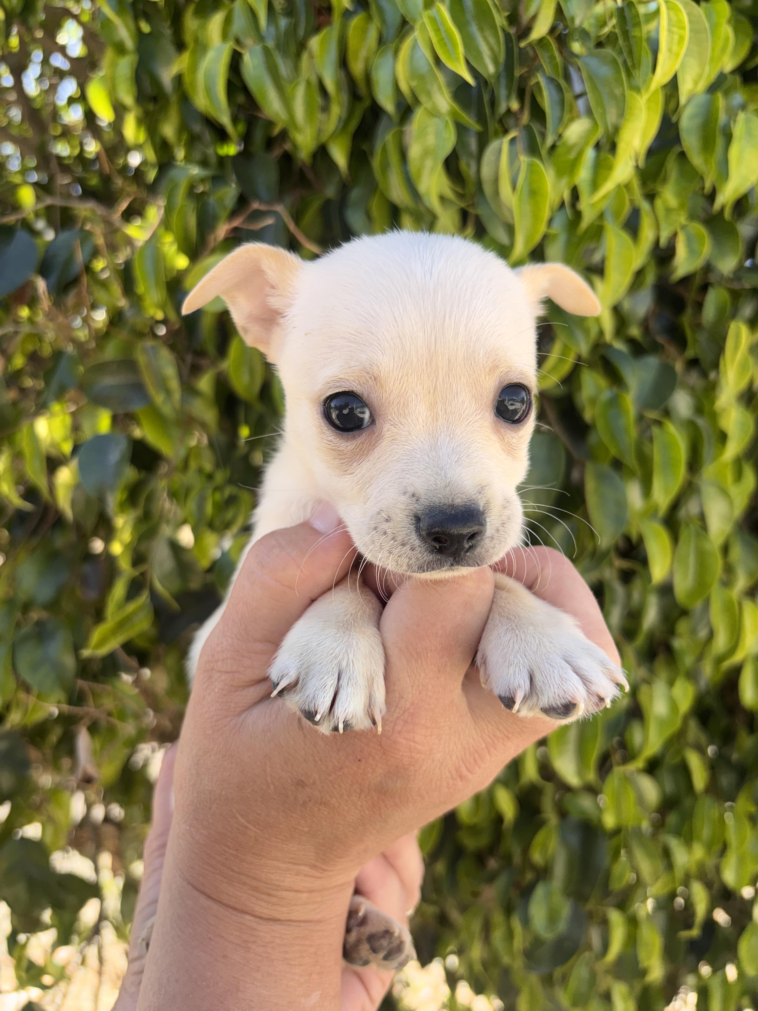 Enlarge Lanie, a ADOPTABLE mixed breed in Corona, CA image 3/5