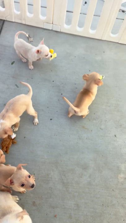 Enlarge Lanie, a ADOPTABLE mixed breed in Corona, CA video 5/5