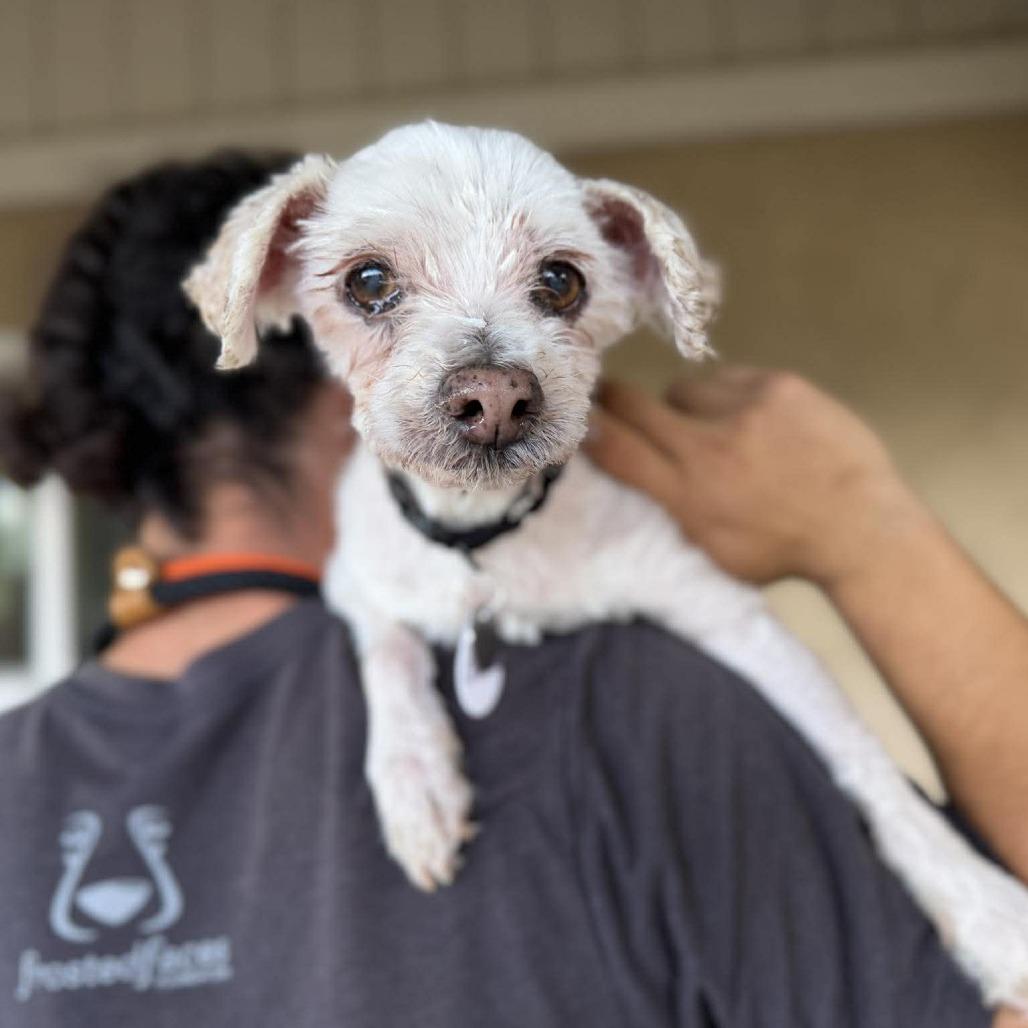 Chalupa, a Adoptable Maltese in Ramona, CA image 1/5