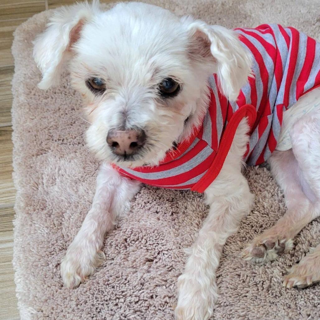 Chalupa, a Adoptable Maltese in Ramona, CA image 3/5