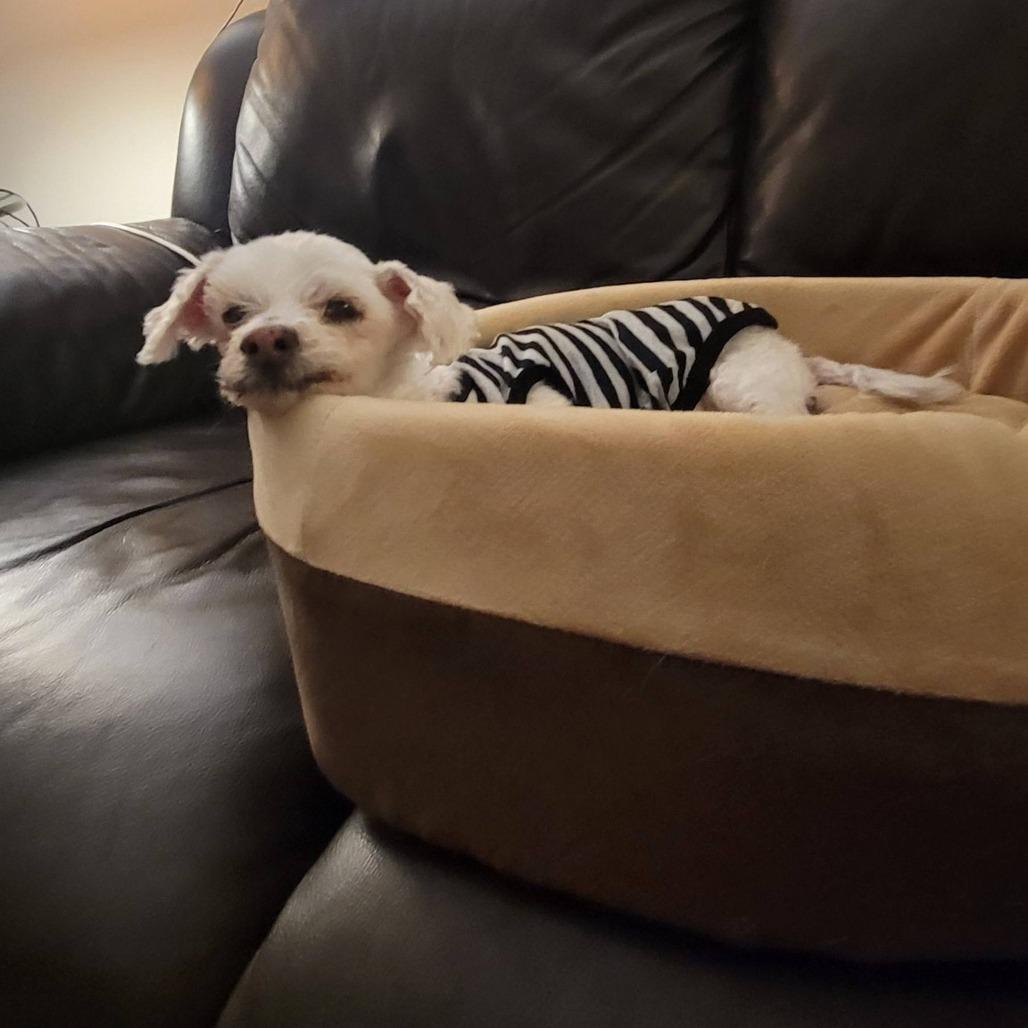 Chalupa, a Adoptable Maltese in Ramona, CA image 5/5