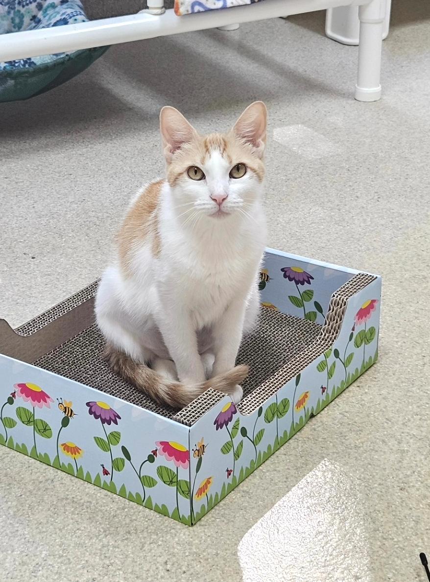 Enlarge Clementine, a Adoptable Domestic Short Hair in Westbrook, CT image 3/5