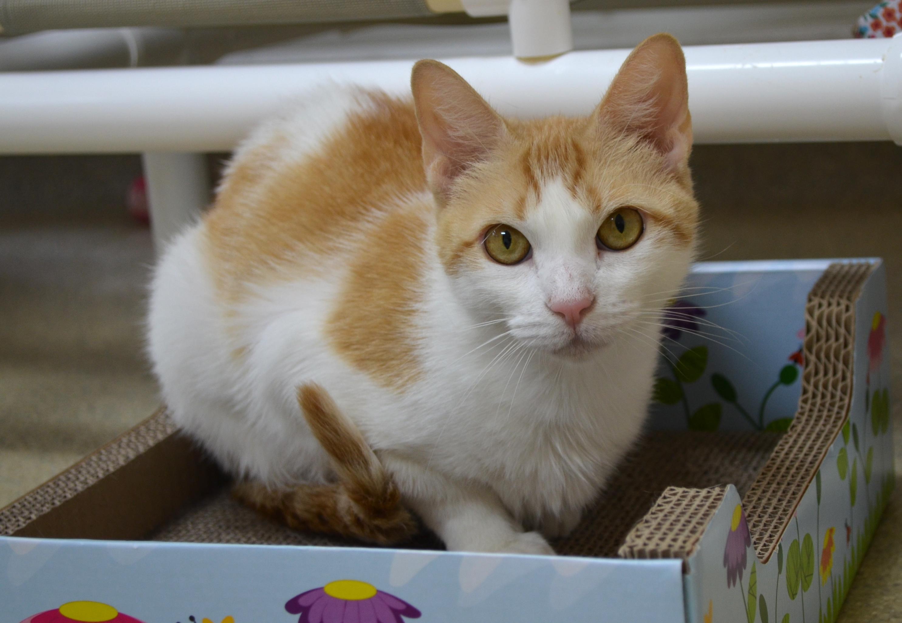 Clementine, Adoptable, Adult Female Domestic Short Hair.