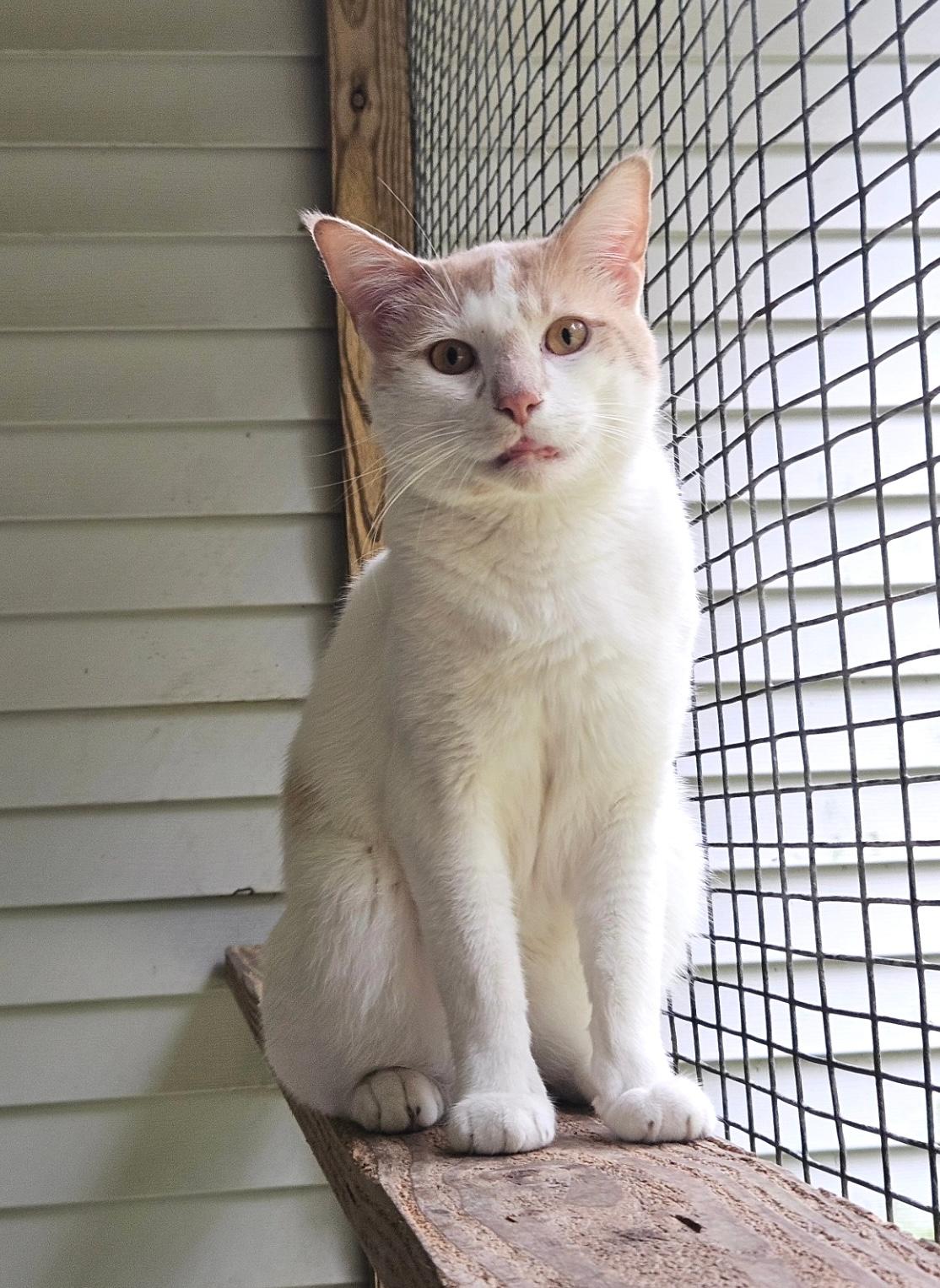 Enlarge Clementine, a Adoptable Domestic Short Hair in Westbrook, CT image 4/5