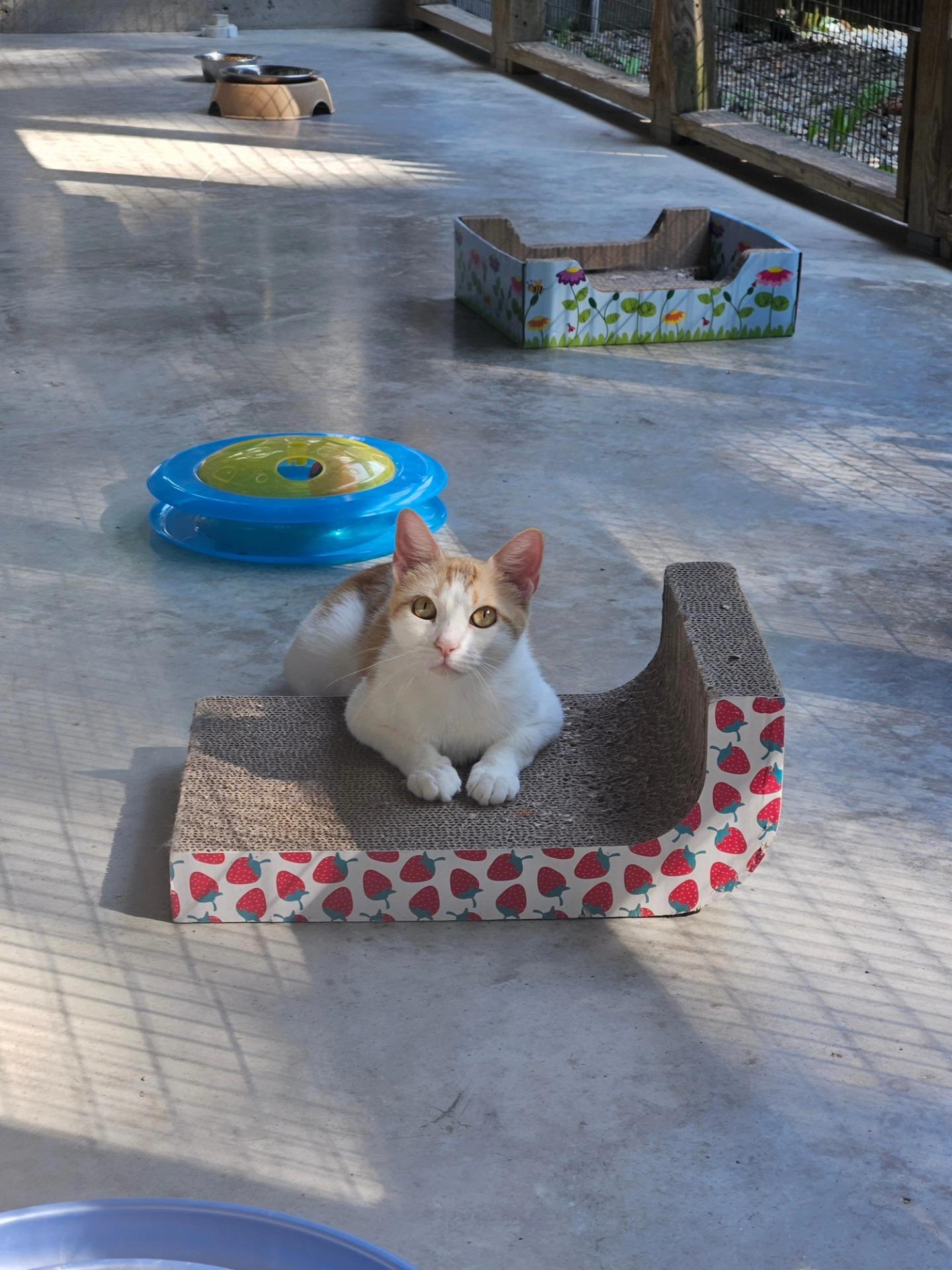 Enlarge Clementine, a Adoptable Domestic Short Hair in Westbrook, CT image 5/5