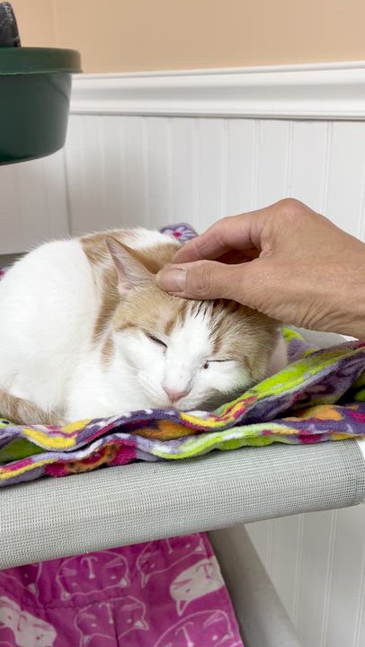 Enlarge Clementine, a Adoptable Domestic Short Hair in Westbrook, CT video 2/5