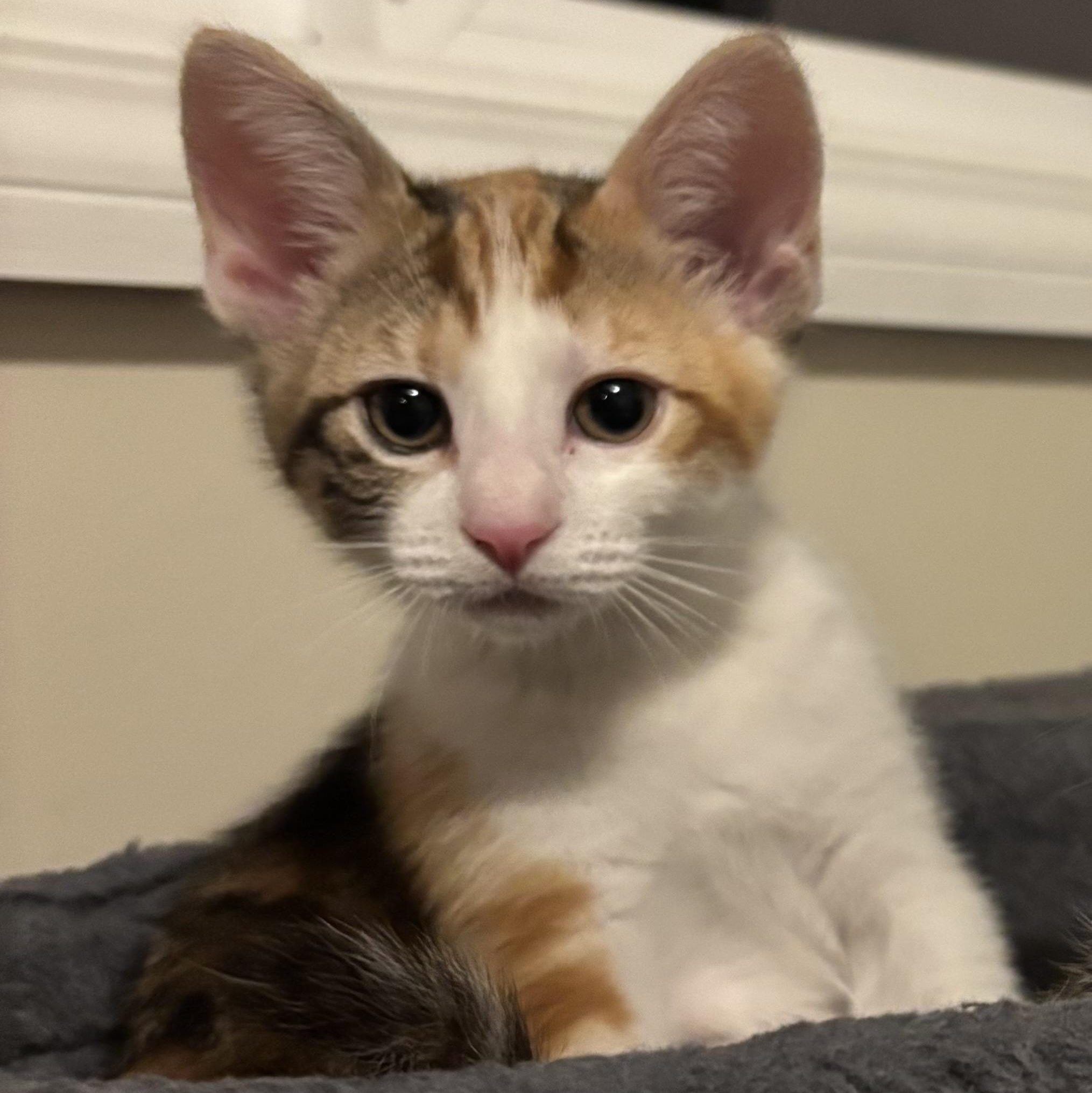 Tiger Lily, ADOPTABLE, Kitten Female Domestic Short Hair.
