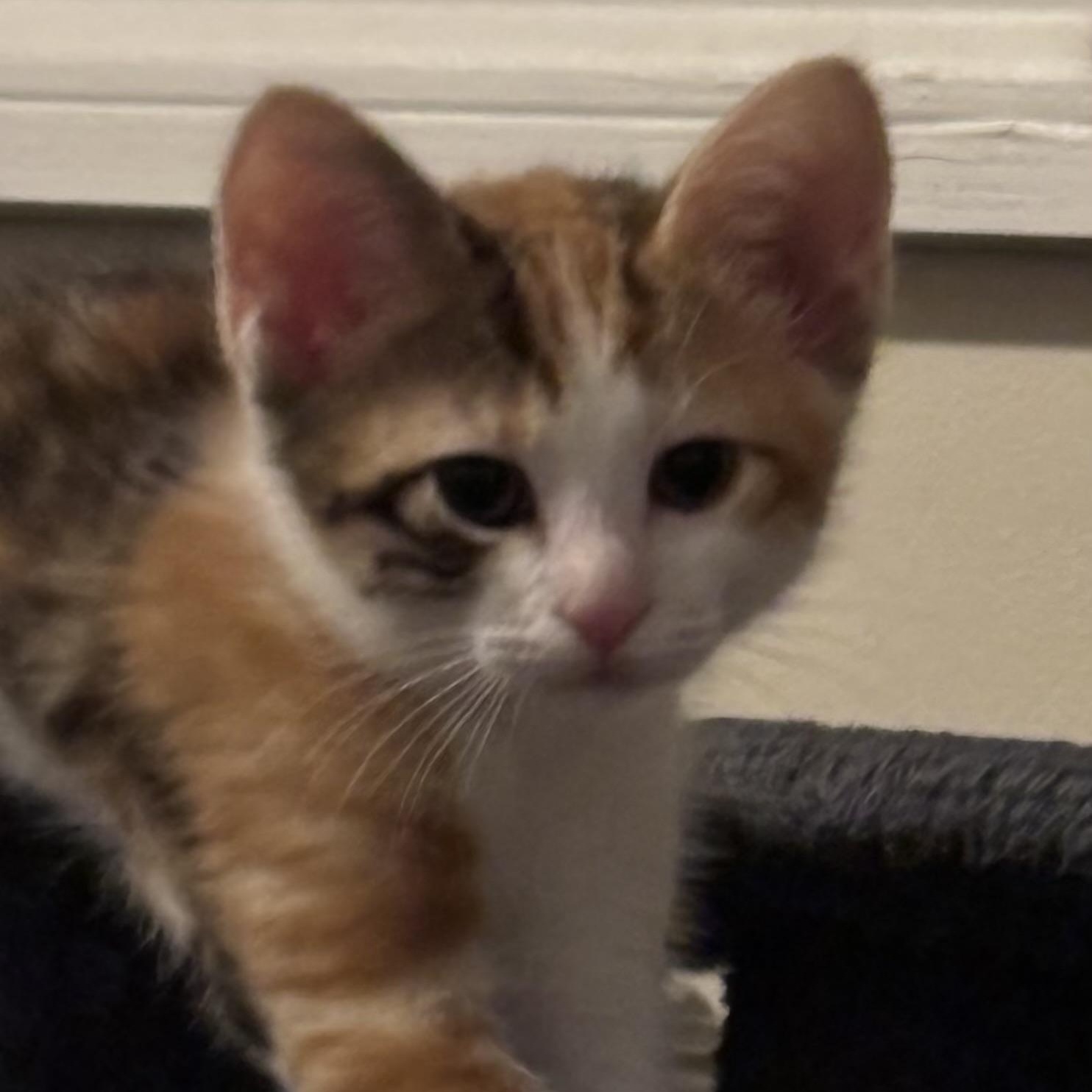 Tiger Lily, a ADOPTABLE Domestic Short Hair in Woodinville, WA image 2/3