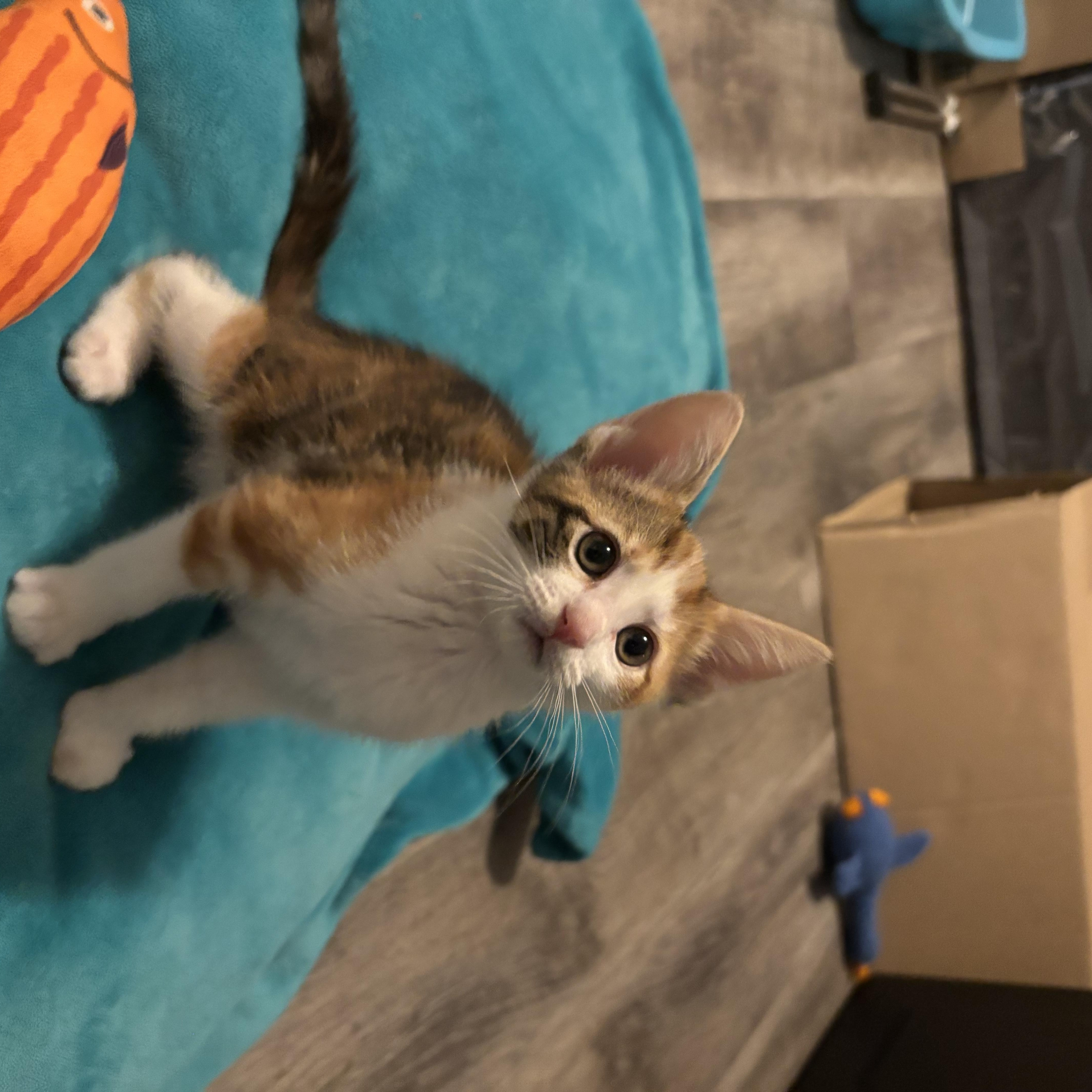 Tiger Lily, a ADOPTABLE Domestic Short Hair in Woodinville, WA image 3/3