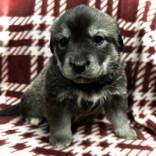 Enlarge Olympus, an adopted mixed breed in Portsmouth, OH image 1/2