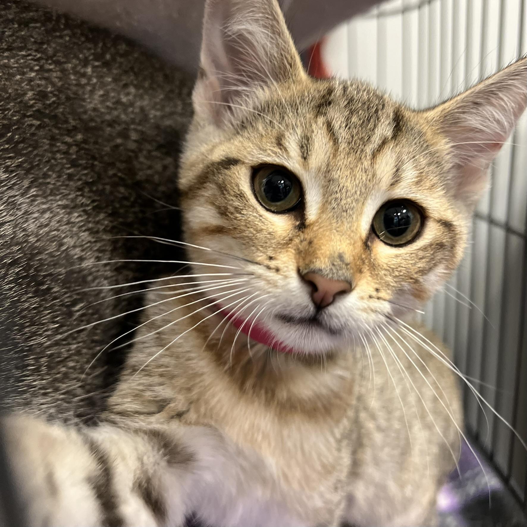 Enlarge Goldie, a Adoptable Domestic Short Hair in Overland Park, KS image 1/2