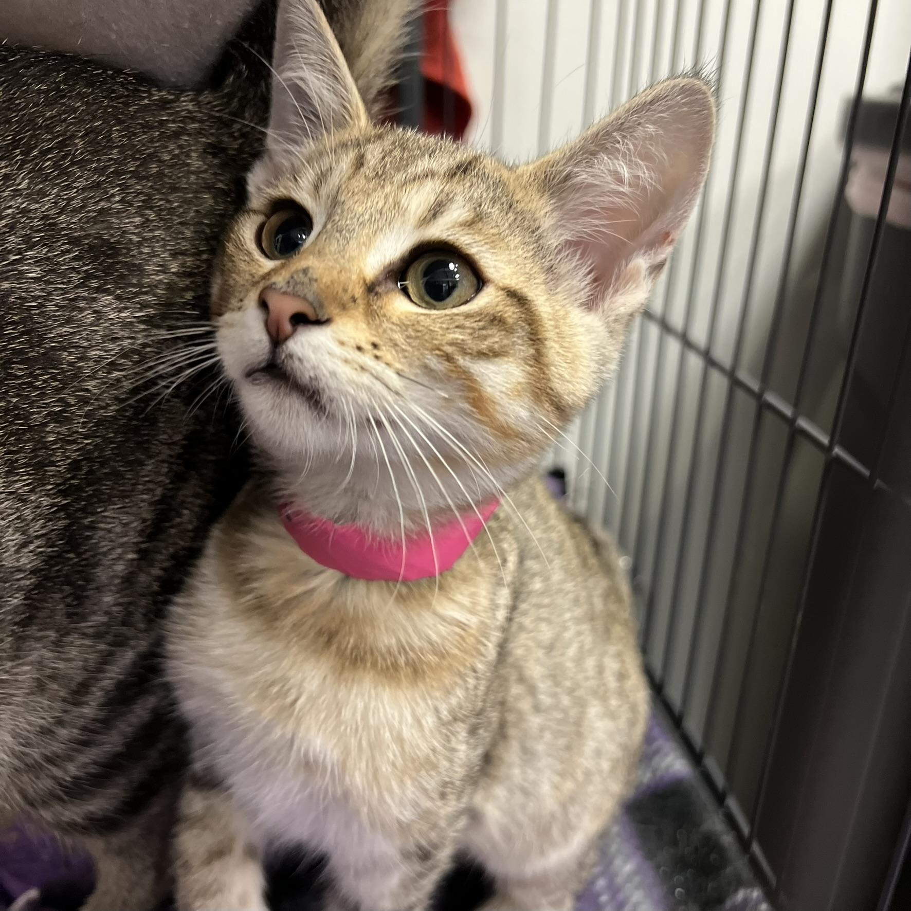 Enlarge Goldie, a Adoptable Domestic Short Hair in Overland Park, KS image 2/2