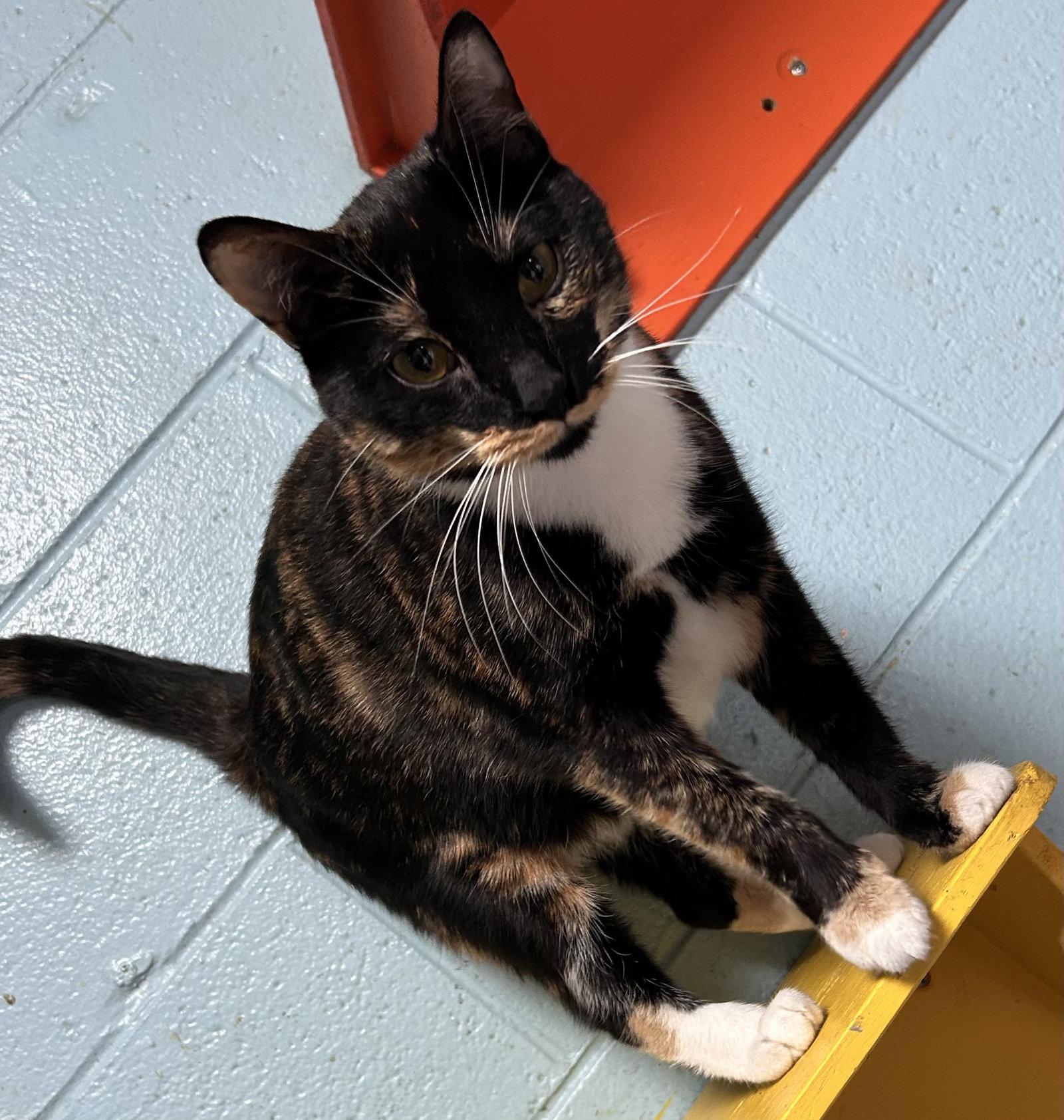 Rosie, Adoptable, Kitten Female Tortoiseshell.