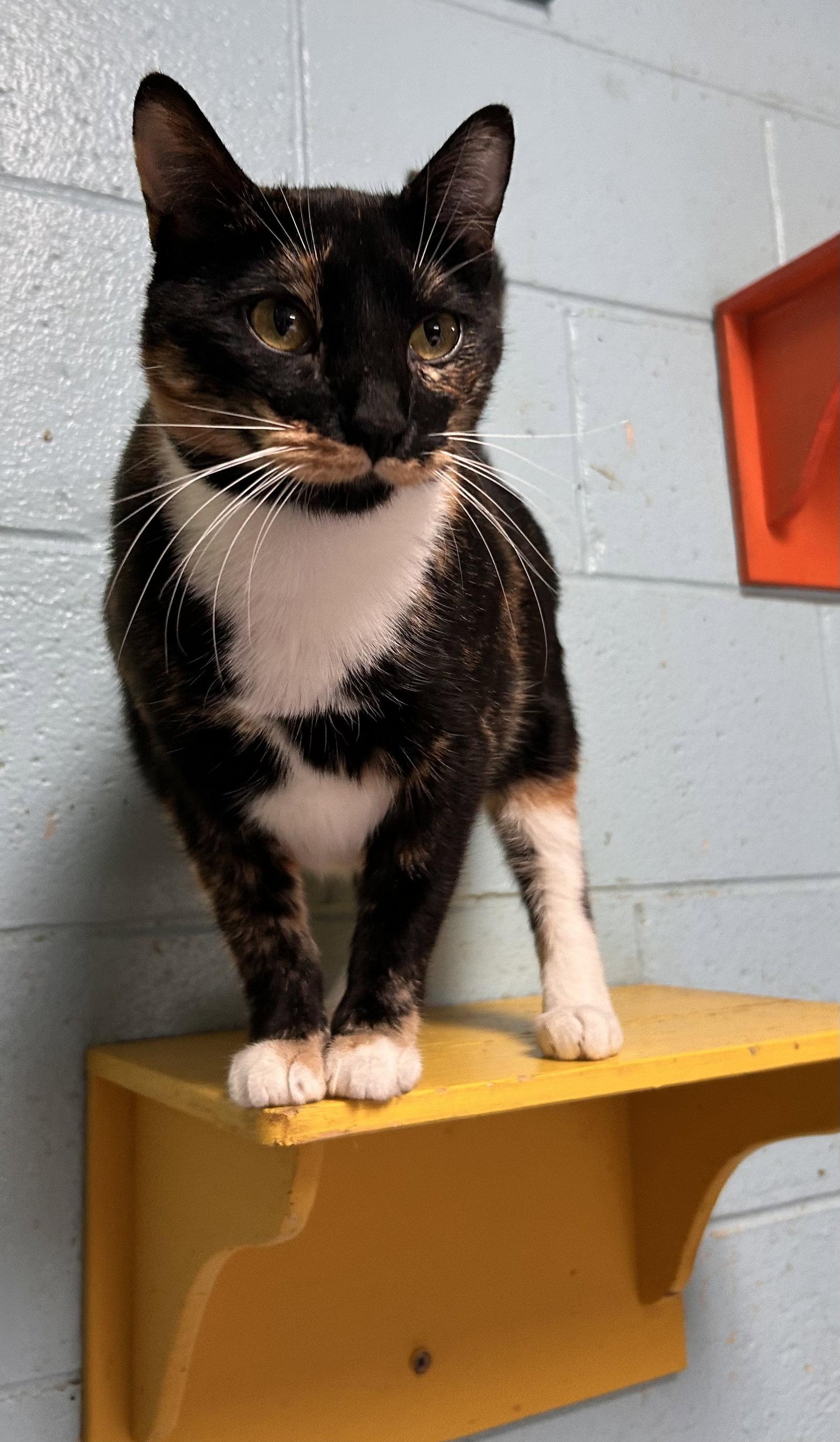 Enlarge Rosie, a Adoptable Tortoiseshell in Locust Grove, GA image 2/3