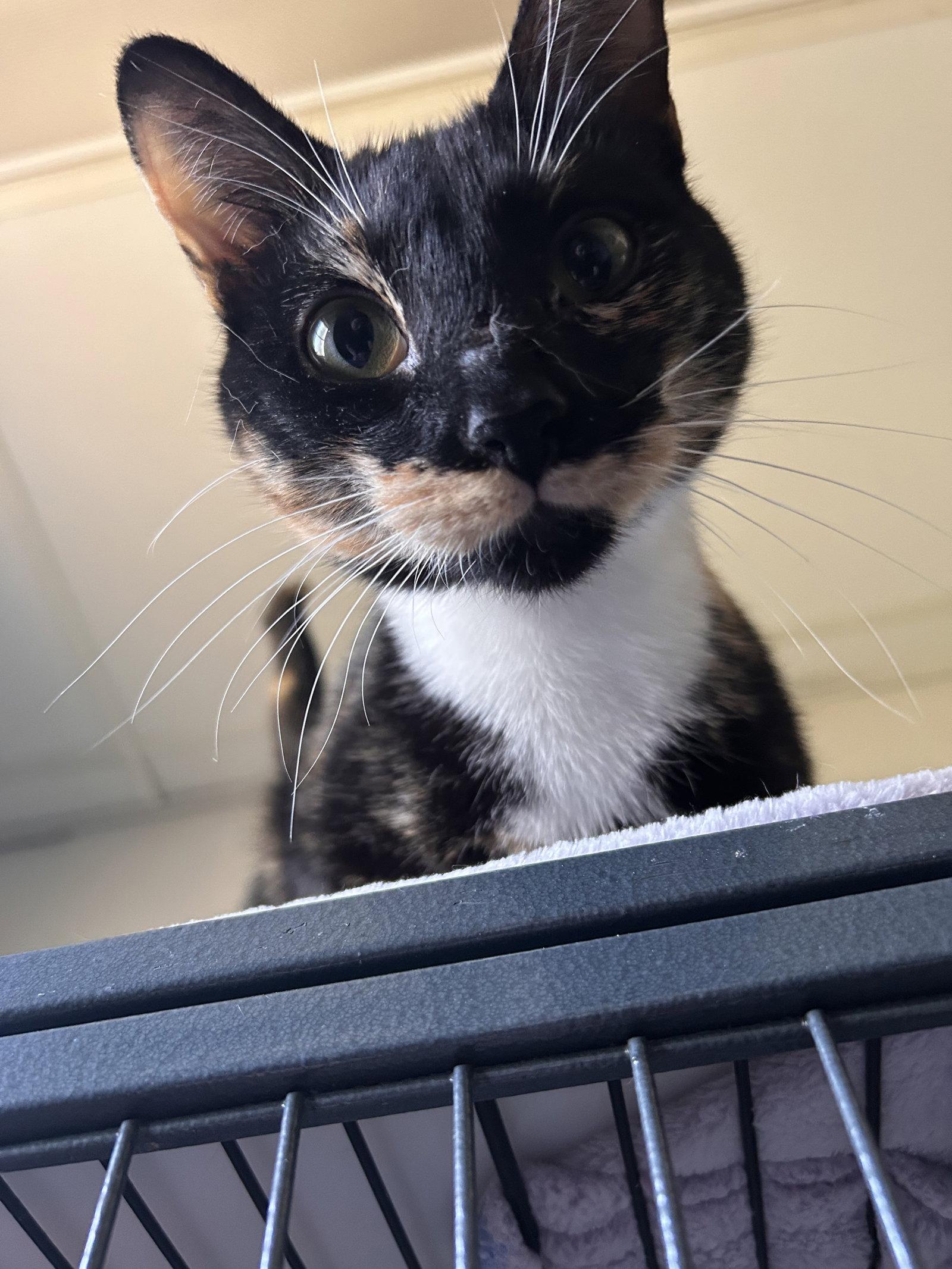 Enlarge Rosie, a Adoptable Tortoiseshell in Locust Grove, GA image 3/3