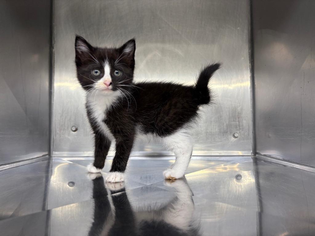 Enlarge Goldilocks, a Adoptable mixed breed in Murray, KY image 3/3