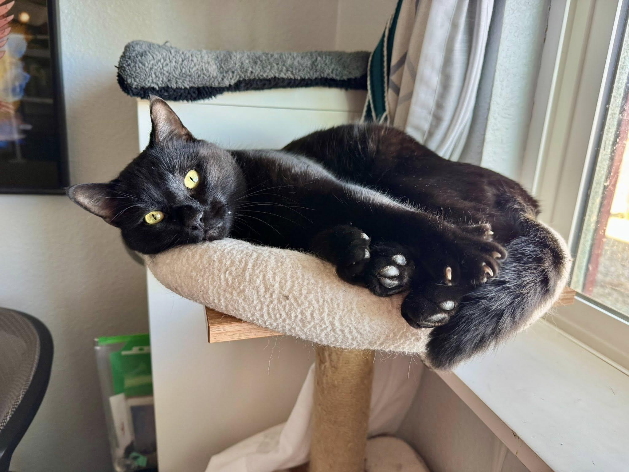 Mario, ADOPTABLE, Adult Male Domestic Short Hair.