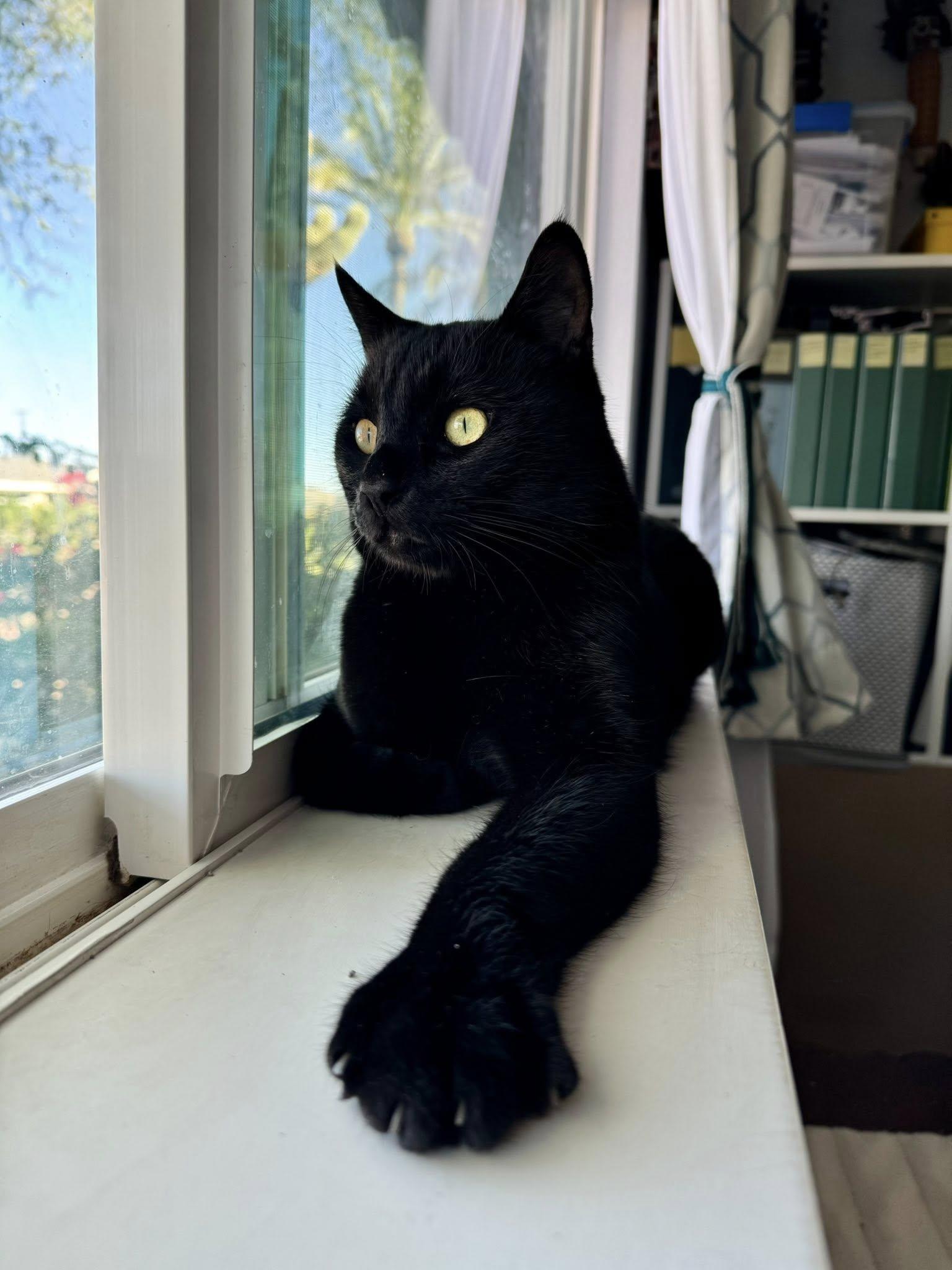 Enlarge Mario, a ADOPTABLE Domestic Short Hair in Gilbert, AZ image 2/4