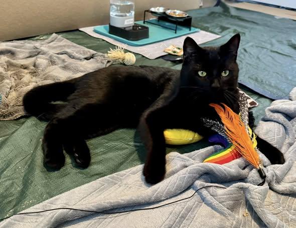 Enlarge Mario, a ADOPTABLE Domestic Short Hair in Gilbert, AZ image 3/4