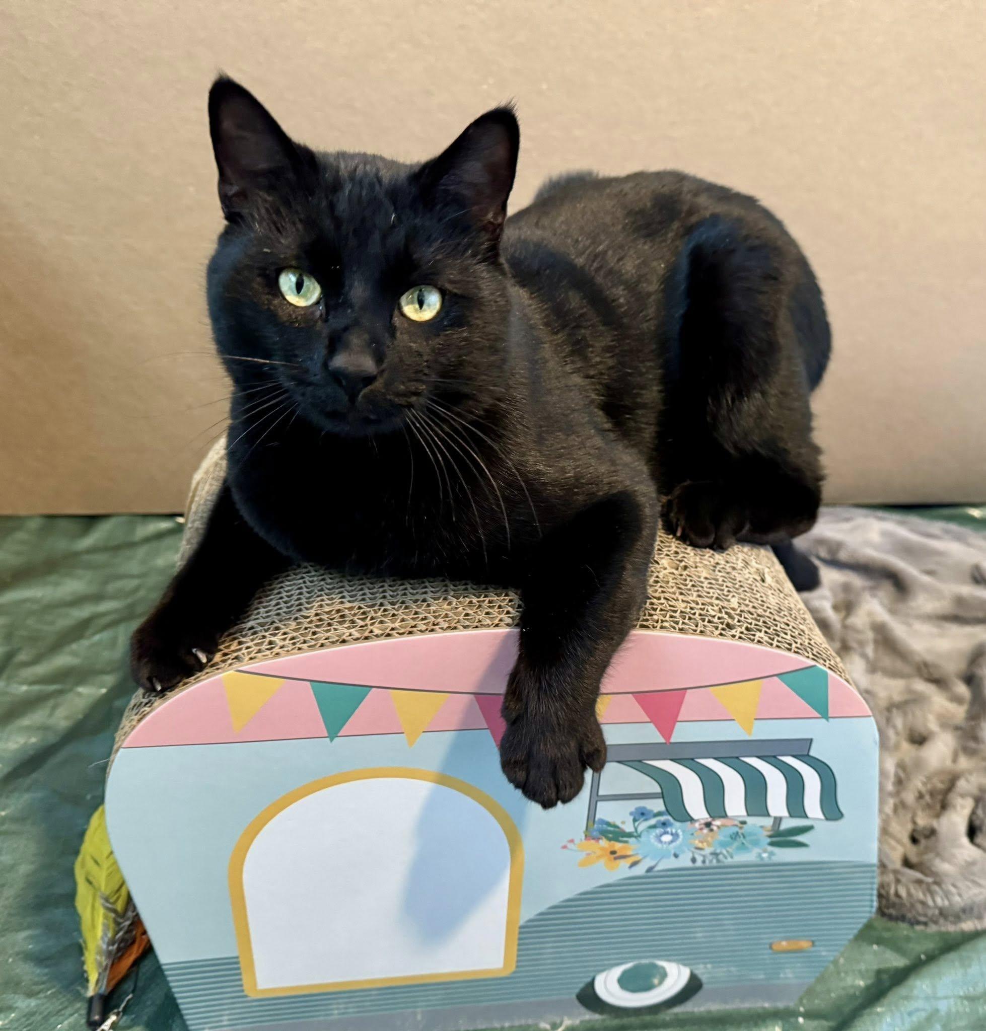 Mario, adopted, Adult Male Domestic Short Hair.