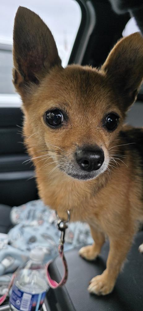 Ella, Adoptable, Senior Female Chihuahua.