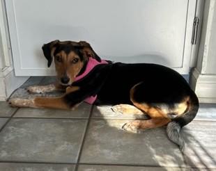 Enlarge Lola, an adopted mixed breed in Closter, NJ image 2/5