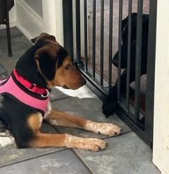 Enlarge Lola, an adopted mixed breed in Closter, NJ image 3/5