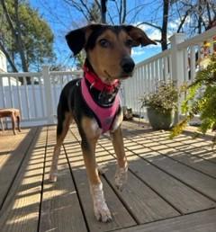 Enlarge Lola, an adopted mixed breed in Closter, NJ image 5/5