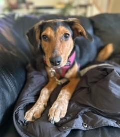 Lola, adopted, Puppy Female Beagle.