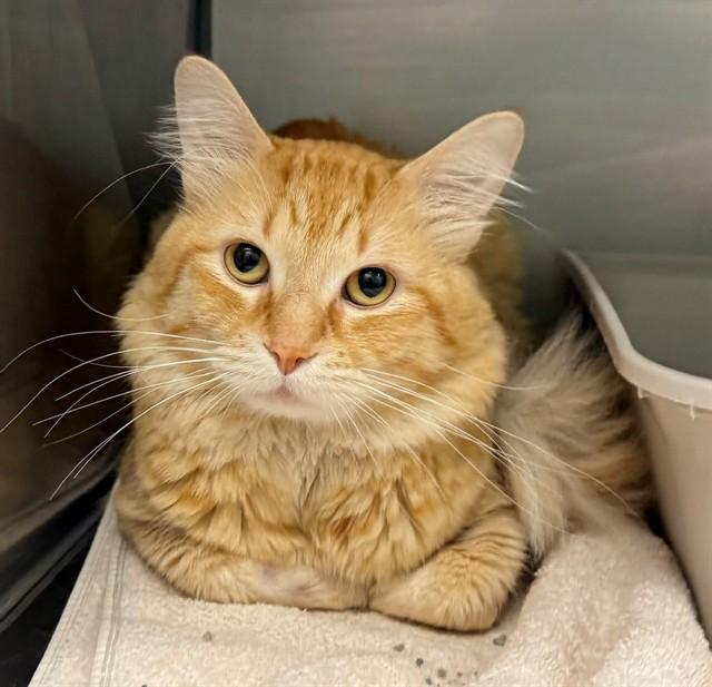 Enlarge CHICO, a Adoptable Domestic Medium Hair in Minneapolis, MN image 1/1
