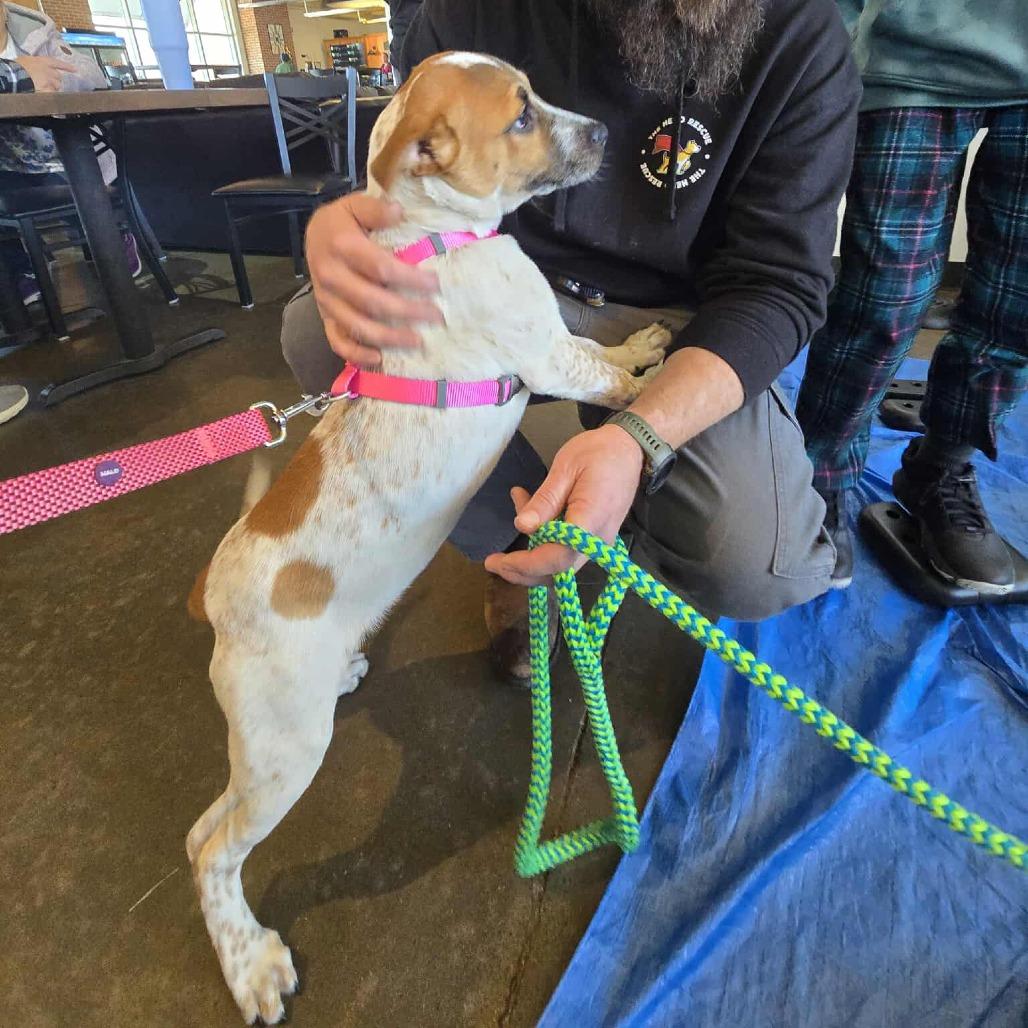 Bloom, Adoptable, Puppy Female Mountain Cur & Terrier.