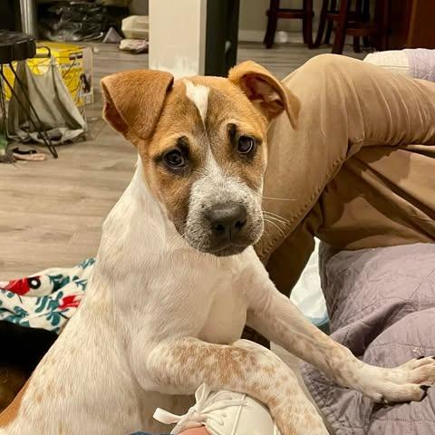 Enlarge Bloom, a Adoptable mixed breed in Jarrettsville, MD image 2/6