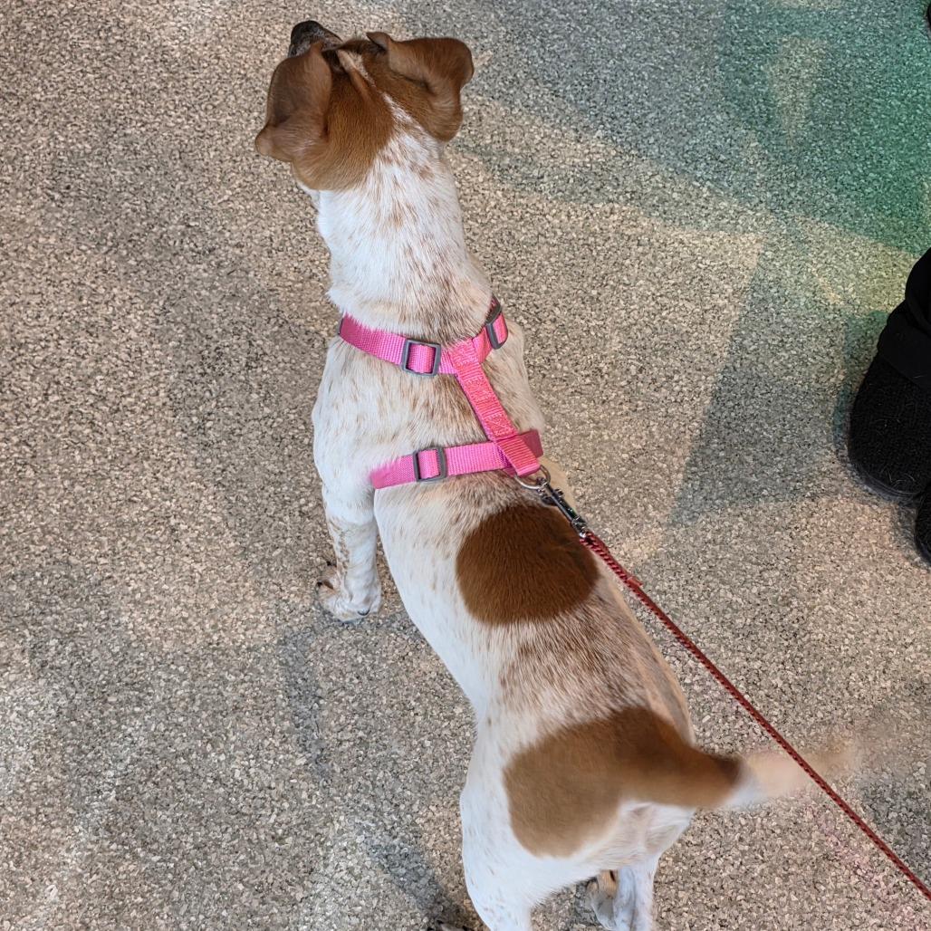 Enlarge Bloom, a Adoptable mixed breed in Jarrettsville, MD image 3/6