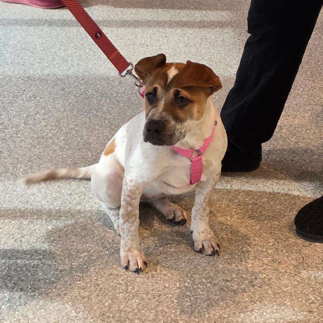 Enlarge Bloom, a Adoptable mixed breed in Jarrettsville, MD image 4/6