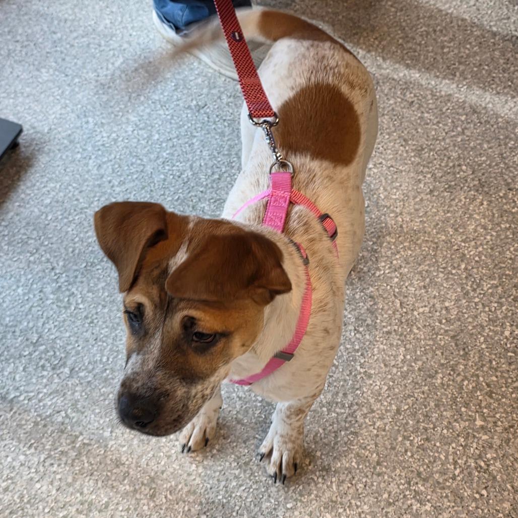 Enlarge Bloom, a Adoptable mixed breed in Jarrettsville, MD image 5/6