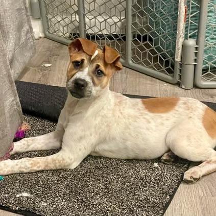 Enlarge Bloom, a Adoptable mixed breed in Jarrettsville, MD image 6/6