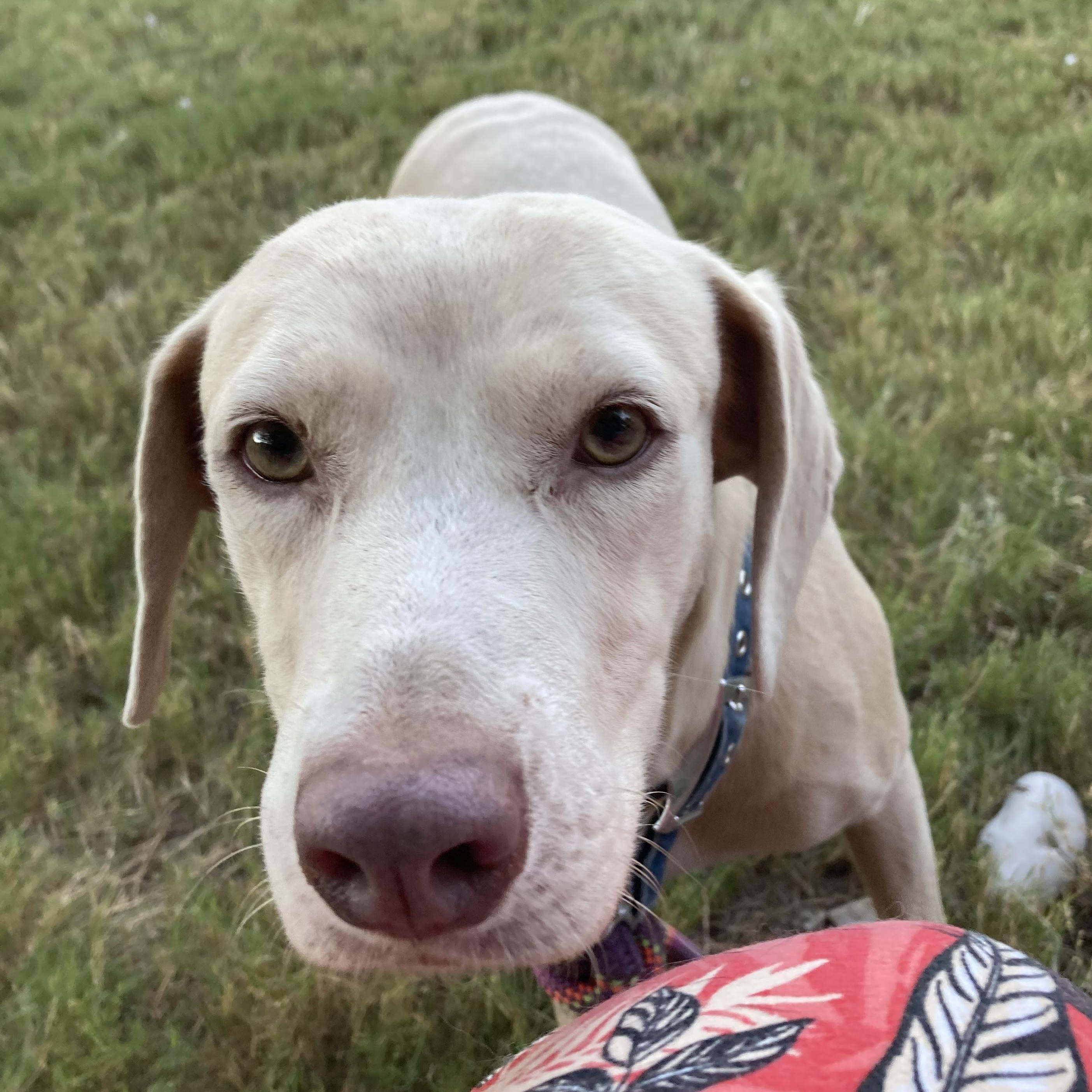 Carmen, Adoptable, Young Female Labrador Retriever & Weimaraner.
